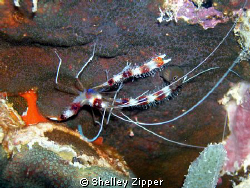 I took this shot on Bari Reef in Bonaire. I was taking a ... by Shelley Zipper 